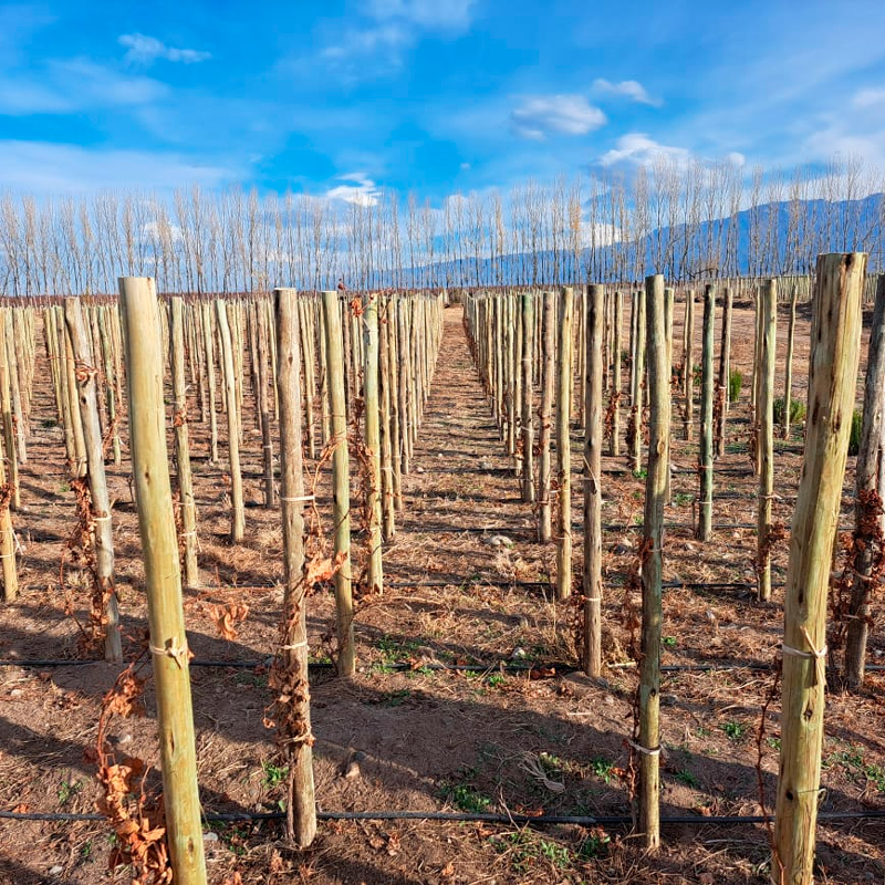 Rodrigones y tutores